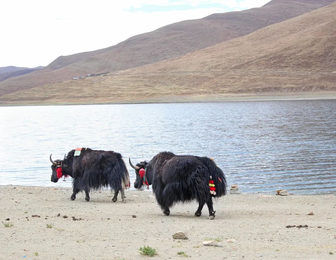 雪域西藏，此生必駕—— 自由炮護(hù)航！