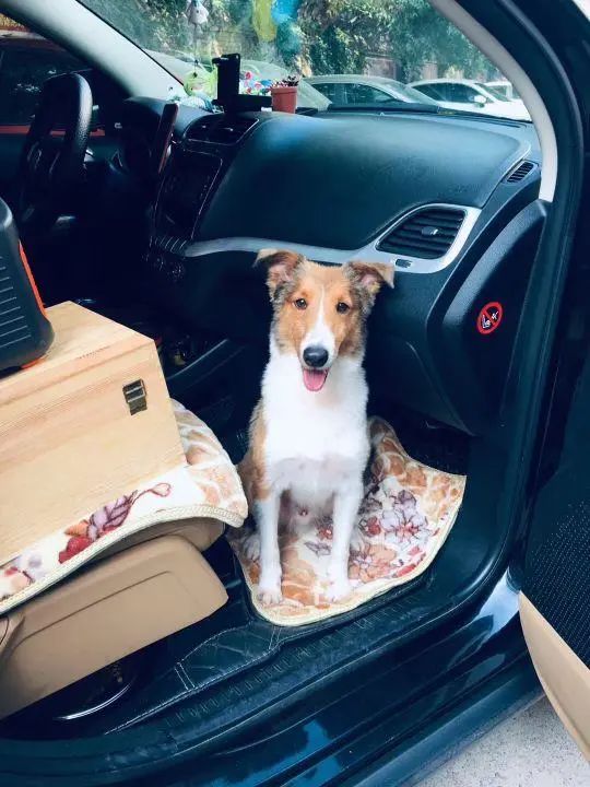 58歲的她，自駕房車旅居，一人兩犬，活成了自己喜歡的樣子